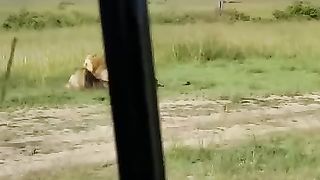 Lion vs young male lion.A dangerous fight for life and death