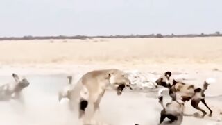 Lion vs Wild Dogs. Power Of Unity