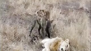 Lion vs hyenas.Eternal enemies of each other