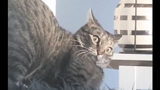 funny crazy cat