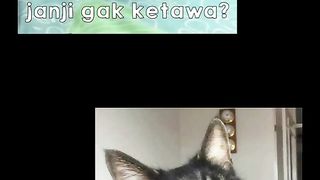 funny crazy cat #2