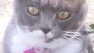 funny crazy cat #3