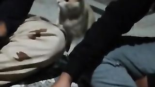 Cute Cat???????????????? #like#subscribe #comment #support #viral