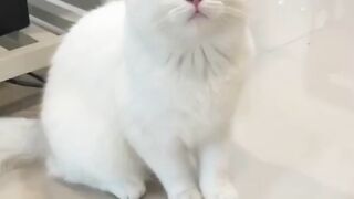funny crazy cat #5