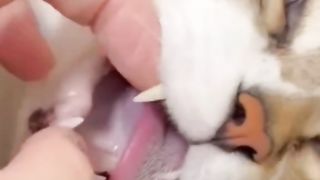 funny crazy cat #6