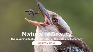 The Laughing Kookaburra: Master of the Bushland Symphony