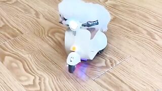 funny crazy cat #9
