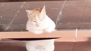 Funny Videos cat Funny Videos funny animals cute pets