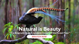 The Enigmatic Superb Lyrebird: Secrets of the Forest Floor