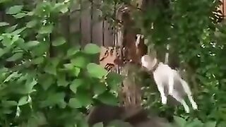 Never give up!! ???? Dog