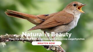 Meet the Nightingale: An Up-Close Look at Luscinia megarhynchos