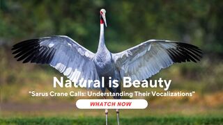 Sarus Crane Calls: Understanding Their Vocalizations