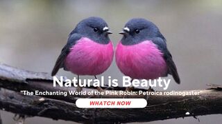 The Enchanting World of the Pink Robin: Petroica rodinogaster