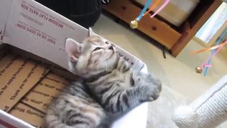 Cat hypnotized