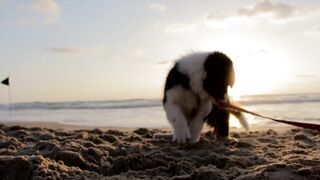 "Les Aventures des Chiens Complices" 2