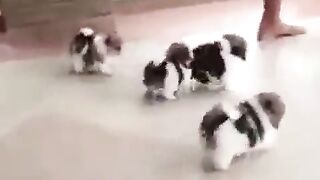 puppies chasing 2