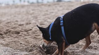 "Les Chiens qui Montrent l'Exemple en Matière d'Amitié"
