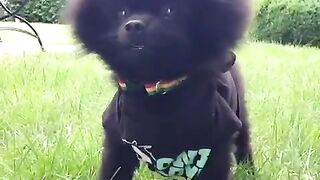 dog trying to say something