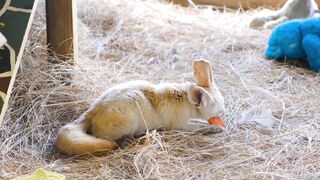 "Amis à Poils : Les Chiens qui Réchauffent nos Cœurs" 2