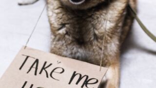 "L'amitié la Plus Fidèle : Des Chiens qui S'Adorent" 2