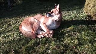 "Amis Fidèles et Frères de Patte : Les Chiens qui Réchauffent nos Cœurs"