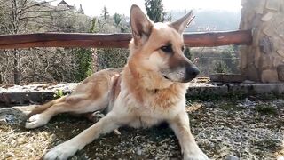 "Unis par la Queue : Les Chiens et leur Amitié Inébranlable"