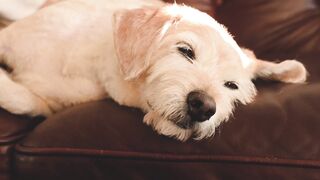 "Les Chiens qui Chérissent leur Amitié"