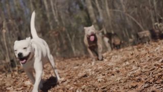 "Amitié Canine : Des Liens qui Durent Éternellement"