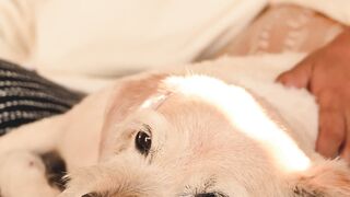 "Chiens Complices : Une Amitié à Quatre Pattes"