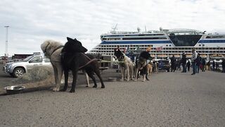 "Entre Chiens, tout est Possible : Une Amitié Inoubliable"