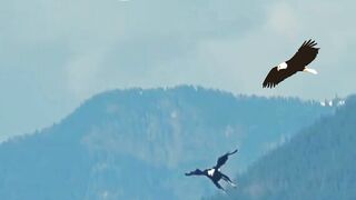 Eagle ???? hunting power