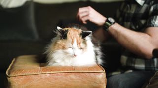 Compagnons à Quatre Pattes : Les Chiens qui Réchauffent nos Cœurs"