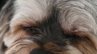 "Les Moments les Plus Mignons de Mon Chien"