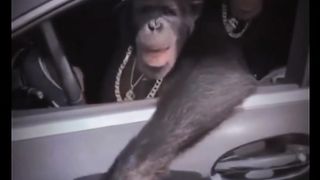 monkey rides rich car#fyp