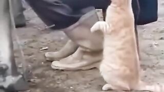 Funny cat 220