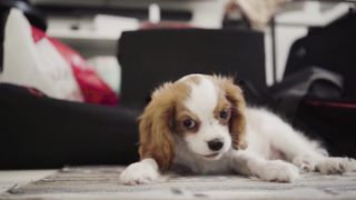 Une Journée dans la Vie d'un Chien Heureux"