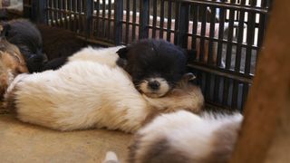 "Les Races de Chiens les Plus Adorables du Monde"