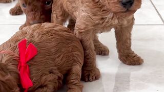 "Quand les Chiens Deviennent des Stars"