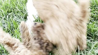 "L'Amour Inconditionnel : Histoires de Chiens et de Leur Famille"