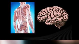 Brain and Muscles