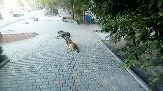 Шарик та Машка