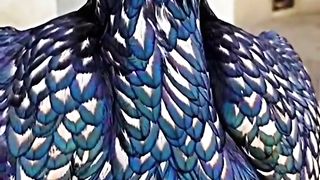 Precious Birds In World | Natural Beautiful Video | Amazing Birds | #nature #shorts