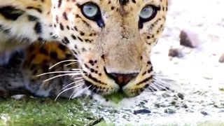 King of Animal The Lion | Wild World | Nature Video | #nature #febspot