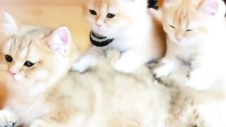 Beautiful Family | Nature is Relaxing | HD Video | #nature #febspot