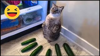 ???? - Funny Cats Videos 2023