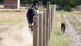Friends Horse & Dog Running