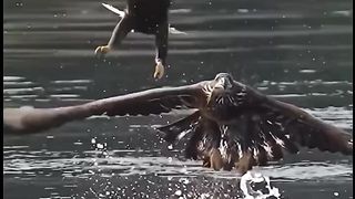 Eagle...