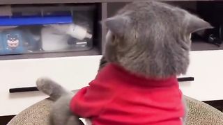 Cat watching cartoon movie