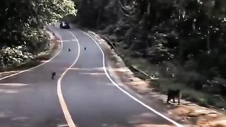 monkeys on the highway