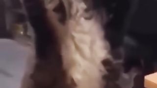 New funny video 2023 cute cats